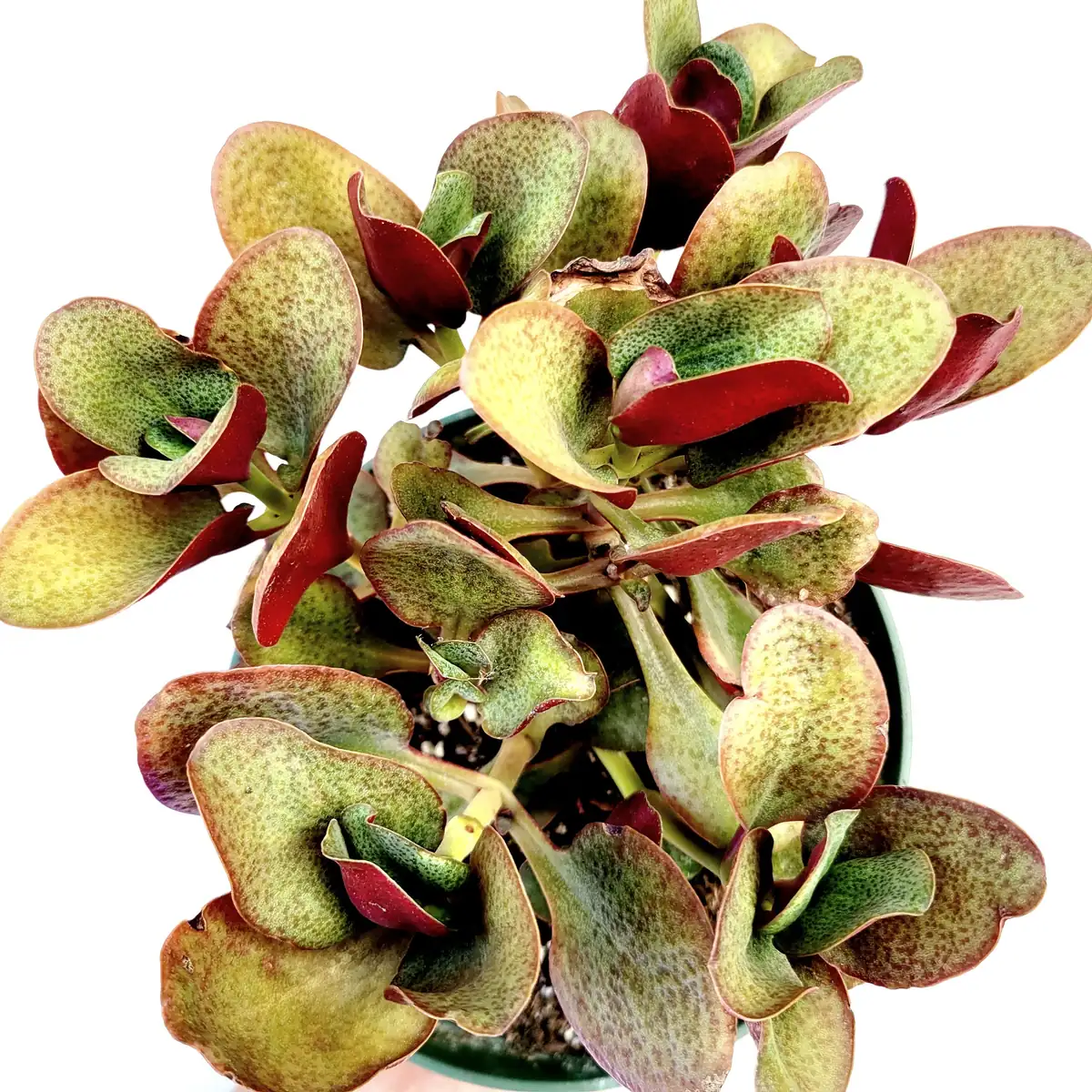 Crassula streyi 'Pondo Cliff' Live Succulent Plant - Easy Care Beginner Friendly - Image 6