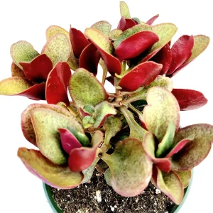 Crassula streyi 'Pondo Cliff' Live Succulent Plant - Easy Care Beginner Friendly - Image 7