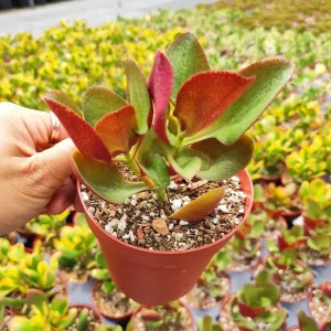 Crassula streyi 'Pondo Cliff' Succulent Live Plant - Easy Care Beginner Friendly - Image 4