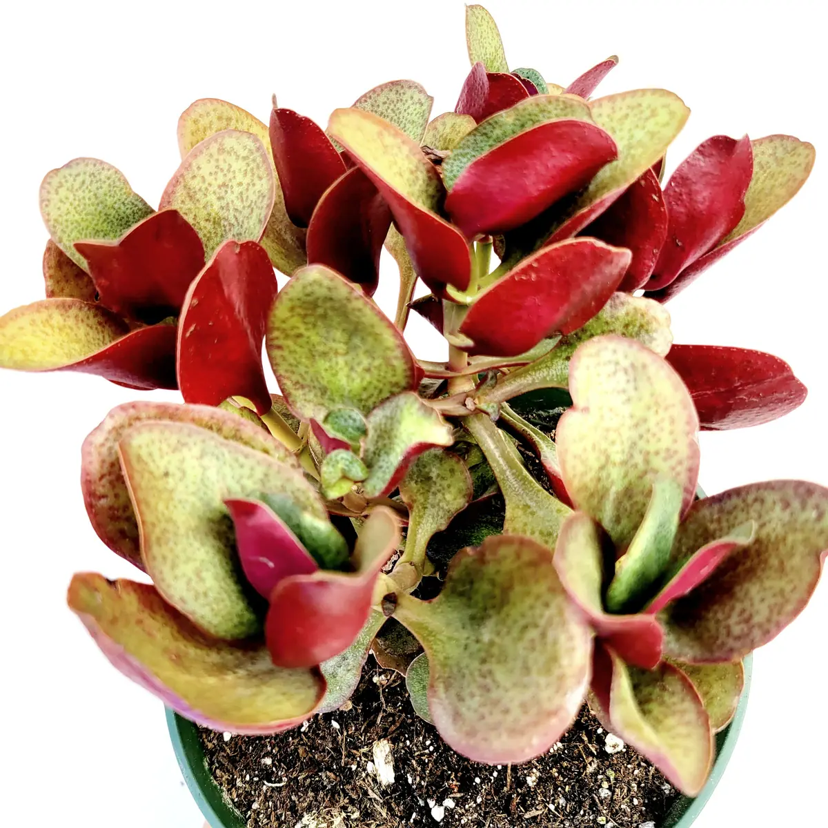 Crassula streyi 'Pondo Cliff' Succulent Live Plant - Easy Care Beginner Friendly - Image 7
