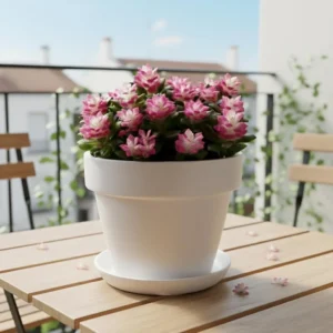 Crassula 'Sunrise' Variegated Succulent Live Plant - Pink & Yellow Trailing Houseplant - Image 6