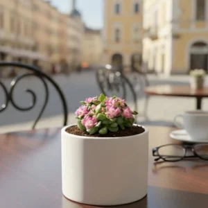 Crassula 'Sunrise' Variegated Succulent Live Plant - Pink & Yellow Trailing Houseplant - Image 7