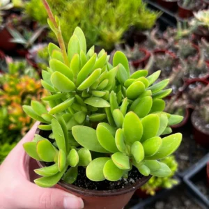 Crassula Swaziensis Money Maker Succulent Live Plant, Variegated, 2-4 inch Pot - Image 2