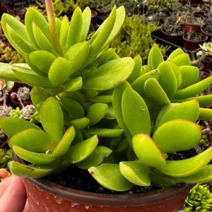 Crassula Swaziensis Money Maker Succulent Live Plant, Variegated, 2-4 inch Pot - Image 3