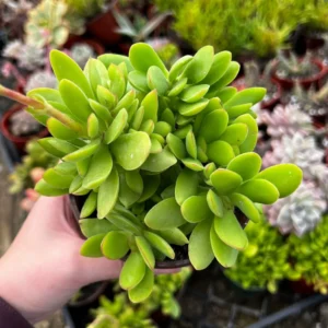 Crassula Swaziensis Money Maker Succulent Live Plant, Variegated, 2-4 inch Pot - Image 1