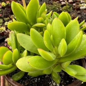Crassula Swaziensis Money Maker Succulent Live Plant, Variegated, 2-4 inch Pot - Image 4