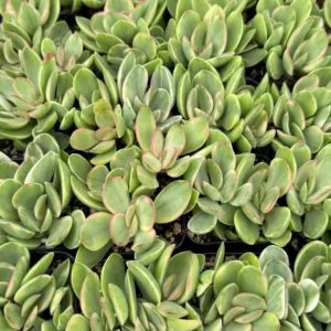 Crassula Swaziensis Money Maker Succulent Live Plant, Variegated, 2-4 inch Pot - Image 5