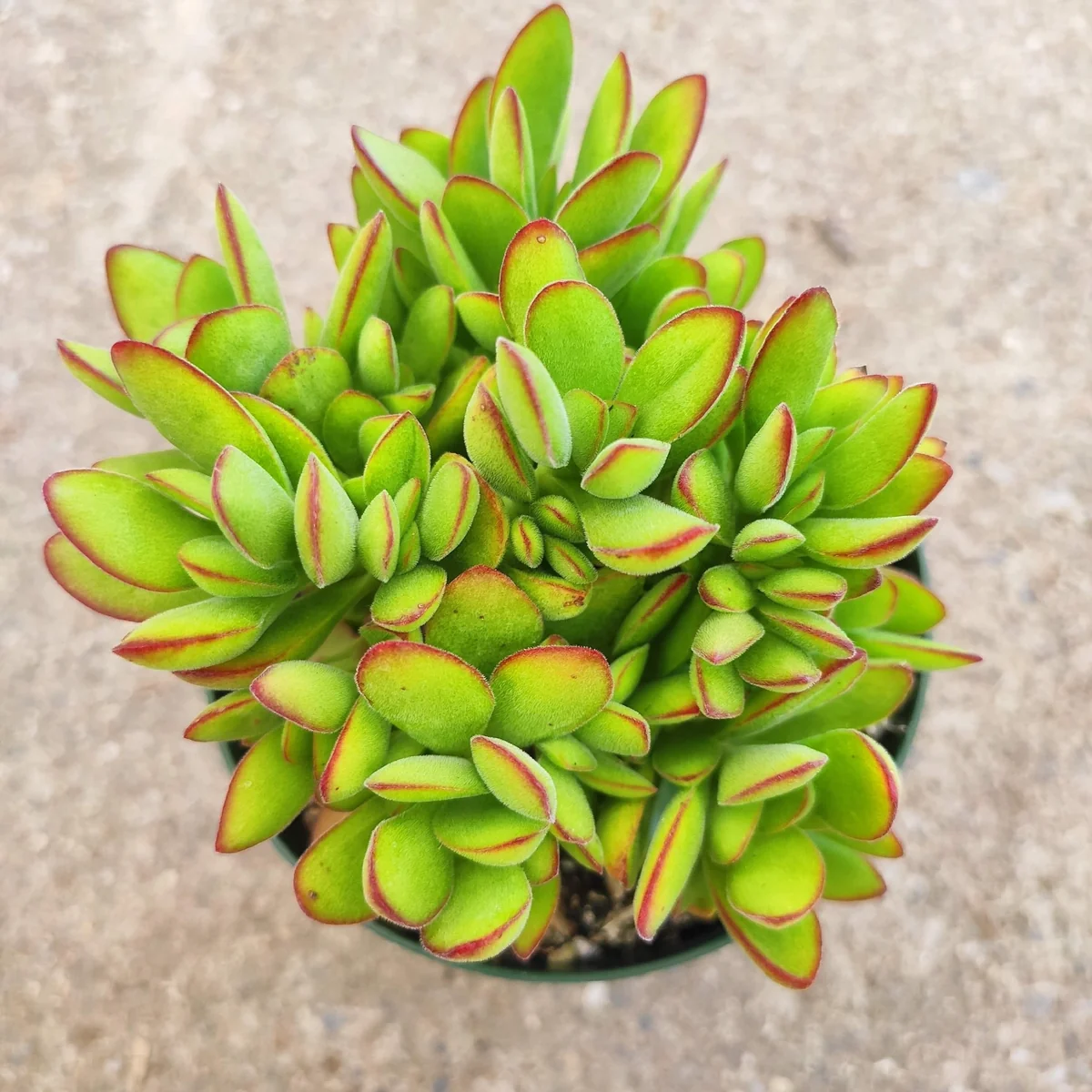 Crassula swaziensis 'Money Maker' Succulent Plant - Live Indoor/Outdoor Plant - Image 4