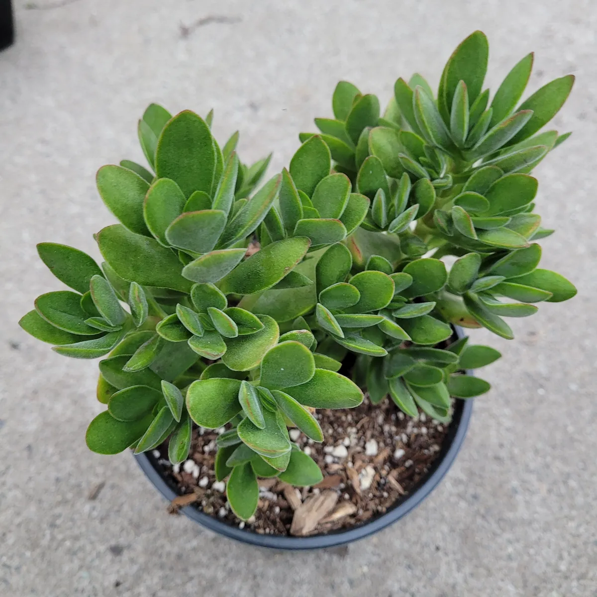 Crassula swaziensis 'Money Maker' Succulent Plant - Live Indoor/Outdoor Plant - Image 5