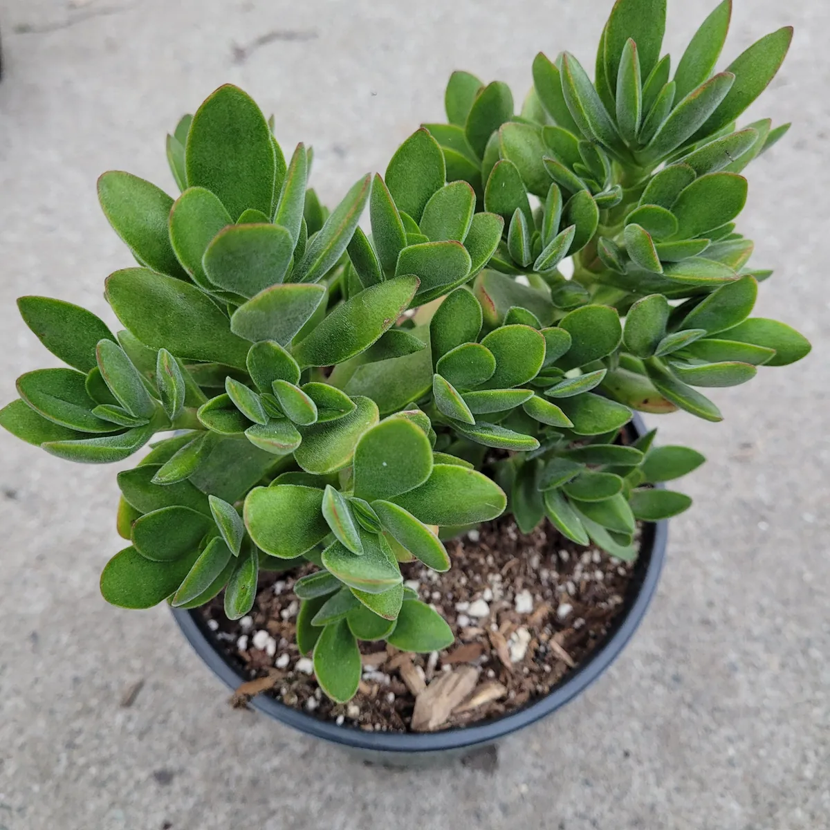 Crassula swaziensis 'Money Maker' Succulent Plant - Live Indoor/Outdoor Plant - Image 6