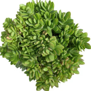 Crassula swaziensis 'Money Maker' Succulent Plant - Live Indoor/Outdoor Plant - Image 7