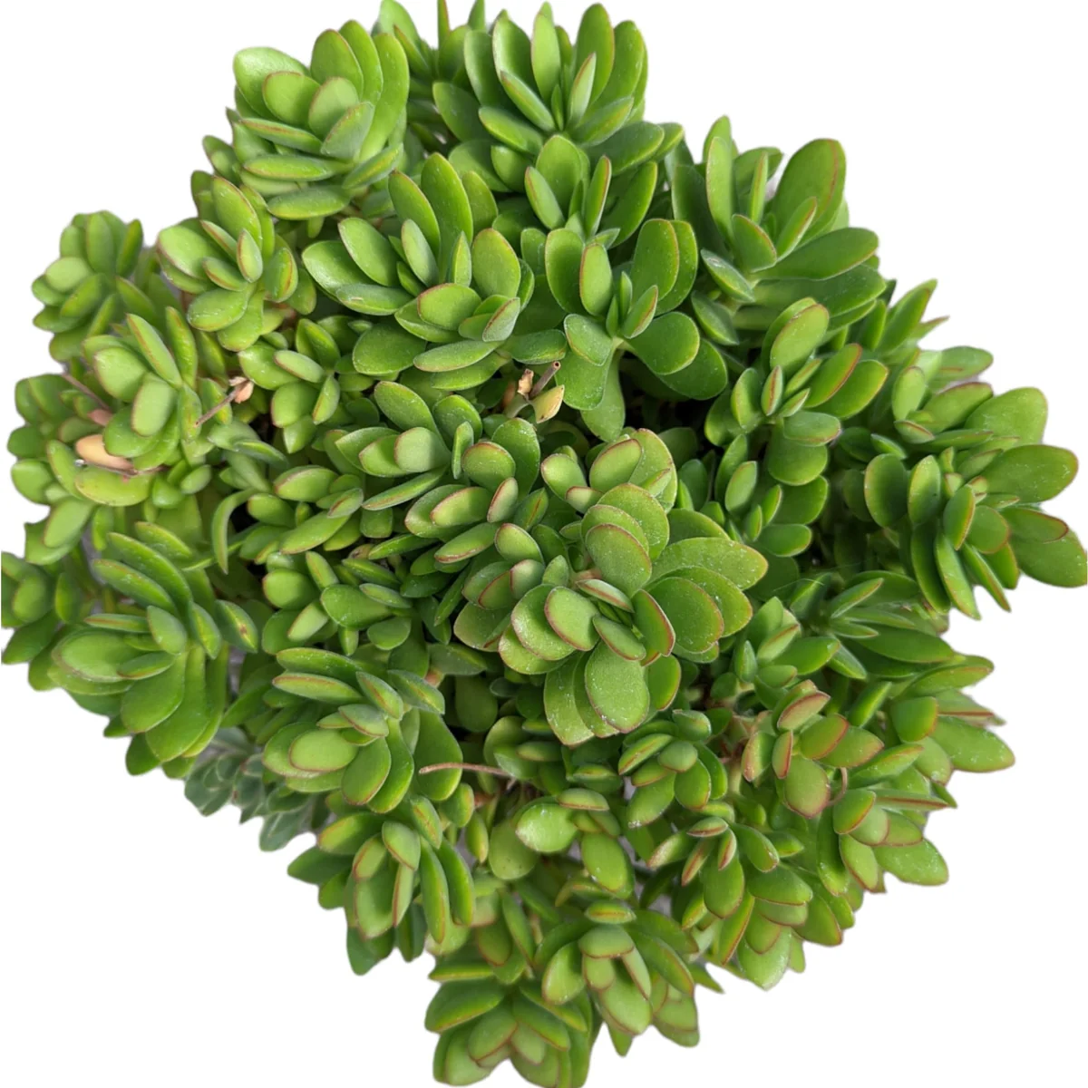 Crassula swaziensis 'Money Maker' Succulent Plant - Live Indoor/Outdoor Plant - Image 7
