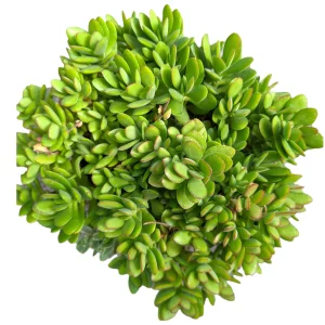 Crassula swaziensis 'Money Maker' Succulent Plant - Live Indoor/Outdoor Plant - Image 8