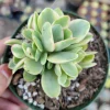 Crassula Swaziensis Variegata 'Money Maker' Succulent Plant - Live Indoor - Image 1