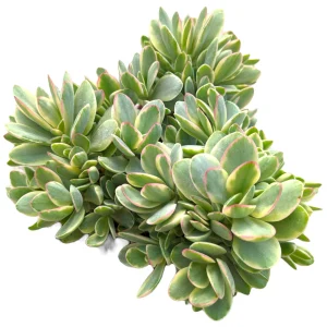 Crassula Swaziensis Variegata 'Money Maker' Succulent Plant - Live Indoor - Image 4