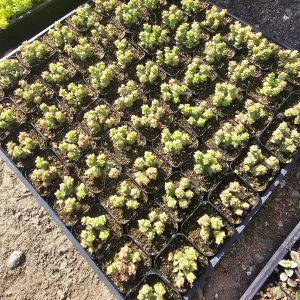 Crassula Tom Thumb Succulent Live Plant – 2 inch Pot – Crassula rupestris ssp. commutata - Image 2