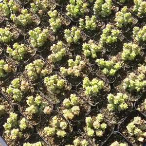 Crassula Tom Thumb Succulent Live Plant – 2 inch Pot – Crassula rupestris ssp. commutata - Image 3