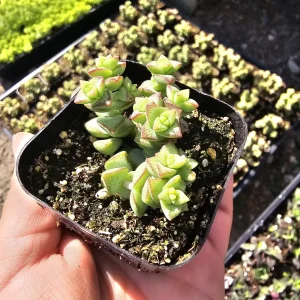 Crassula Tom Thumb Succulent Live Plant – 2 inch Pot – Crassula rupestris ssp. commutata - Image 1