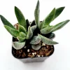 Crassula x justi-corderoyi Succulent Live Plant - Hardy & Drought-Tolerant - Image 1