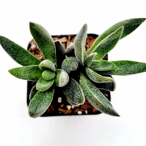 Crassula x justi-corderoyi Succulent Live Plant - Hardy & Drought-Tolerant - Image 2