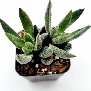 Crassula x justi-corderoyi Succulent Live Plant - Hardy & Drought-Tolerant - Image 1