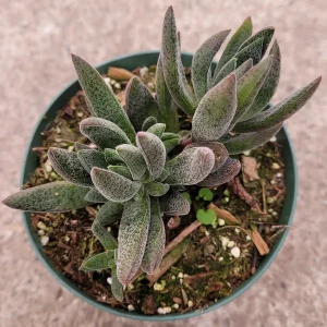 Crassula x justi-corderoyi Succulent Live Plant - Hardy & Drought-Tolerant - Image 5