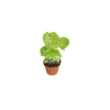 Creamsicle Syngonium Nephthytis Live Plant – 2 inch Pot – Indoor Houseplant - Image 1