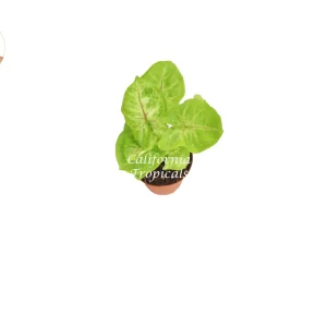 Creamsicle Syngonium Nephthytis Live Plant – 2 inch Pot – Indoor Houseplant - Image 2