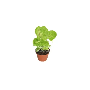 Creamsicle Syngonium Nephthytis Live Plant – 2 inch Pot – Indoor Houseplant - Image 1