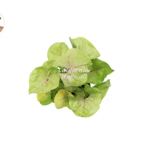 Creamsicle Syngonium Nephthytis Live Plant – 4 inch Potted Houseplant – Indoor - Image 2