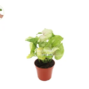 Creamsicle Syngonium Nephthytis Live Plant – 4 inch Potted Houseplant – Indoor - Image 1