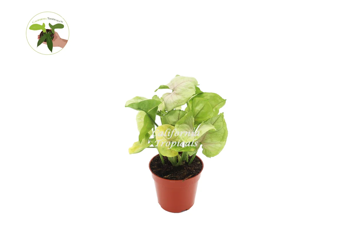 Creamsicle Syngonium Nephthytis Live Plant – 4 inch Potted Houseplant – Indoor - Image 1