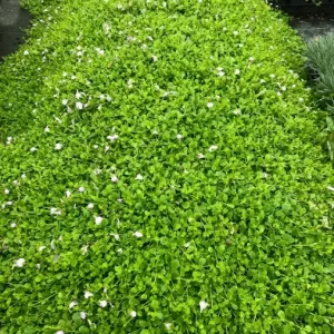 Creeping Blue Mazus Reptans Live Plant, Blue Flowers, 4 inch pot, Outdoor Groundcover - Image 1