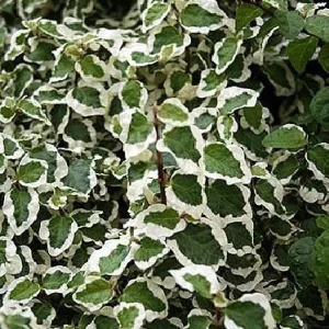 Creeping Fig Live Plant - Ficus Pumila Variegata - 3 inch Pot - Two Plants - Image 4
