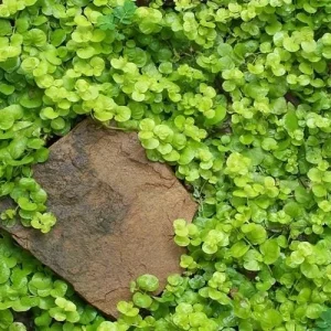 Creeping Golden Jenny Live Plant – Lysimachia nummularia 'Aurea' – Vibrant Chartreuse Groundcover - Image 4