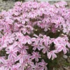 Creeping Phlox Candy Stripe Live Plant - 3-6" Tall Plug - Groundcover Perennial - Image 1