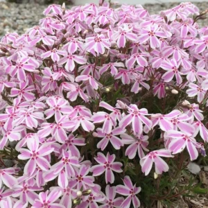 Creeping Phlox Candy Stripe Live Plant - 3-6