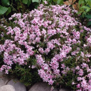 Creeping Phlox Candy Stripe Live Plant - 3-6