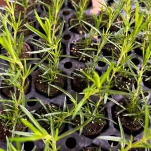 Creeping Phlox Candy Stripe Live Plant - 3-6