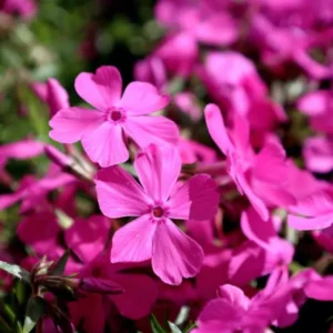 Creeping Phlox Cherry Live Plant Plug - 3-6" Tall Pink Flower Perennial Groundcover - Image 2