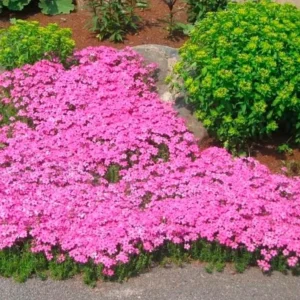 Creeping Phlox Cherry Live Plant Plug - 3-6