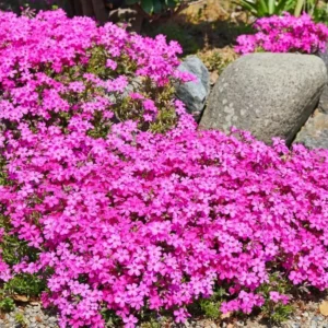 Creeping Phlox Cherry Live Plant Plug - 3-6" Tall Pink Flower Perennial Groundcover - Image 1