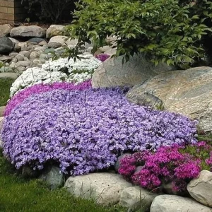 Creeping Phlox Emerald Blue Live Plant – Phlox Subulata Groundcover Perennial 4 inch Pot - Image 3