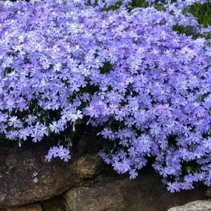 Creeping Phlox Emerald Blue Live Plant – Phlox Subulata Groundcover Perennial 4 inch Pot - Image 4