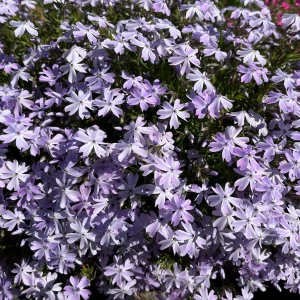 Creeping Phlox Live Plant Plugs - Perennial Groundcover for Rock Gardens, 1 inch Container - Image 10