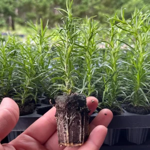 Creeping Phlox Live Plant Plugs - Perennial Groundcover for Rock Gardens, 1 inch Container - Image 3