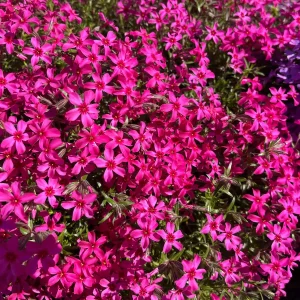 Creeping Phlox Live Plant Plugs - Perennial Groundcover for Rock Gardens, 1 inch Container - Image 4