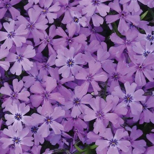 Creeping Phlox Live Plant Plugs - Perennial Groundcover for Rock Gardens, 1 inch Container - Image 6