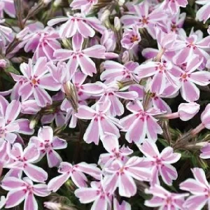 Creeping Phlox Live Plant Plugs - Perennial Groundcover for Rock Gardens, 1 inch Container - Image 8