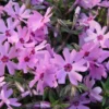 Creeping Phlox Pink Fort Hill Live Plant - 3-6 inch Starter Plug - Pink Groundcover Perennial - Image 1